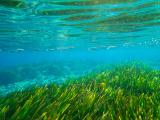 Dark blue ocean surface seen from underwater. Abstract waves underwater and rays of sunlight...