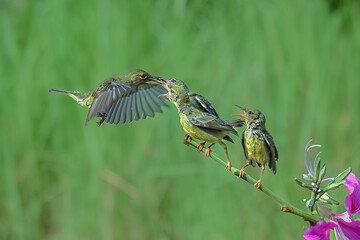 Sun-bird Female feeding new born chicks on branch