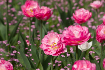 close-up of pink tulips growing in a flowerbed in the park