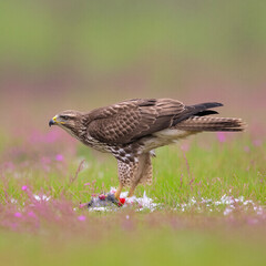 Obraz premium Eagle preying on prey in spring. Generative AI)