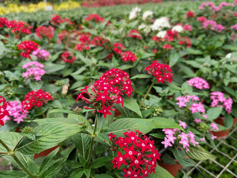 Variation of colors of Pentas lanceolata Egyptian starcluster