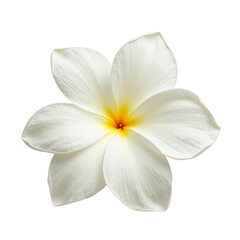 A tropical flower with fragrant, showy blooms and a distinctive shape