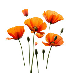 Naklejka premium A delicate, orange flower with a distinctive shape