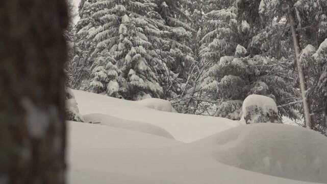 Ski Freeride poudreuse