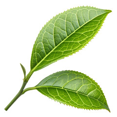 Fototapeta premium Close up green tea leaf isolated on white background