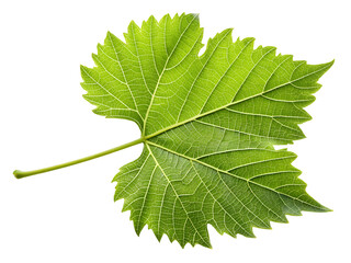 Fototapeta premium Close up grape leaf isolated on white background