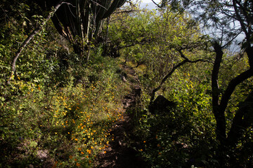 Mountain hiking trail to climb Mount Picacho in the Oaxaca Valley in Mexico.