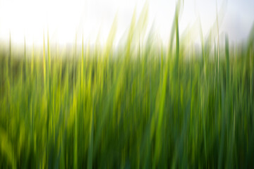 Blur green grass background. Blurry nature green grass with white backgrounds. 
