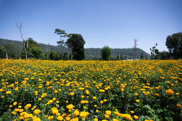 Field of yellow marigold flowers with blue sky background.