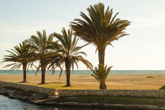 Close-up of palm trees framing the Mediterranean Sea, next to the mouth of a stream, on Comarruga beach, Tarragona, Spain