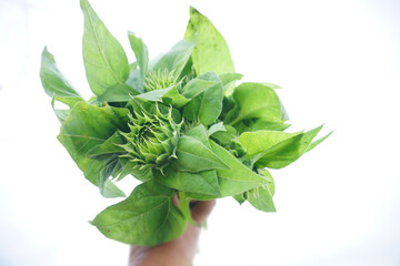 Fresh green sunflower bouquet in hand on white background.