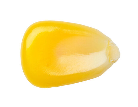 single shiny yellow corn kernel macro view isolated on white background, close-up fresh sweet corn seed, detailed texture, natural food ingredient, isolated background
