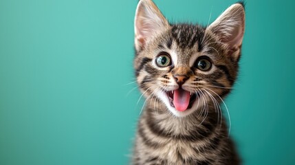 Playful Kitten Against Vibrant Background