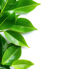 Vibrant green leaves arranged elegantly, creating a fresh and natural atmosphere for various design projects.