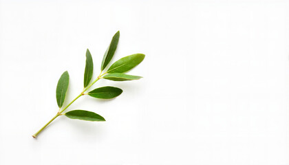 Fototapeta premium Green leaf branch on white background, Peace Day