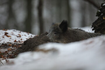 Dzik euroazjatycki, dzik, (Sus scrofa) © Bartosz Rakoczy