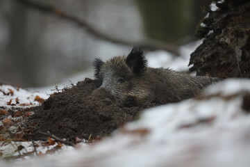 Dzik euroazjatycki, dzik, (Sus scrofa) © Bartosz Rakoczy