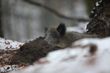 Dzik euroazjatycki, dzik, (Sus scrofa) © Bartosz Rakoczy