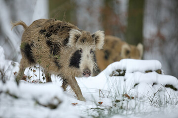 Dzik euroazjatycki, dzik, (Sus scrofa) © Bartosz Rakoczy
