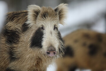 Dzik euroazjatycki, dzik, (Sus scrofa) © Bartosz Rakoczy