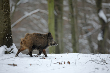 Dzik euroazjatycki, dzik, (Sus scrofa) © Bartosz Rakoczy