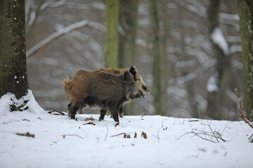 Dzik euroazjatycki, dzik, (Sus scrofa) © Bartosz Rakoczy