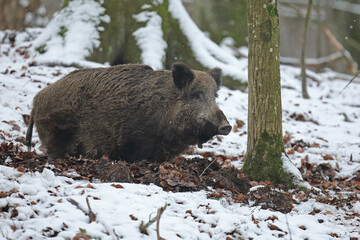 Dzik euroazjatycki, dzik, (Sus scrofa) © Bartosz Rakoczy