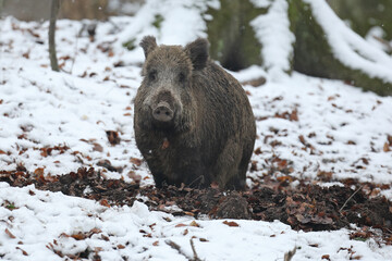 Dzik euroazjatycki, dzik, (Sus scrofa) © Bartosz Rakoczy