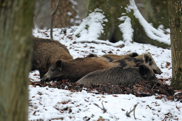 Dzik euroazjatycki, dzik, (Sus scrofa) © Bartosz Rakoczy