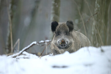 Dzik euroazjatycki, dzik, (Sus scrofa)