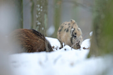 Dzik euroazjatycki, dzik, (Sus scrofa) © Bartosz Rakoczy
