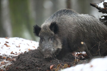 Dzik euroazjatycki, dzik, (Sus scrofa) © Bartosz Rakoczy