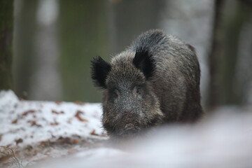 Dzik euroazjatycki, dzik, (Sus scrofa) © Bartosz Rakoczy