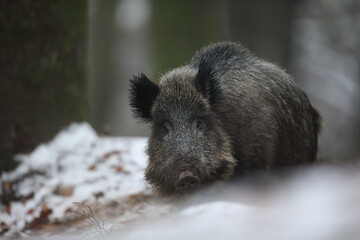 Dzik euroazjatycki, dzik, (Sus scrofa) © Bartosz Rakoczy