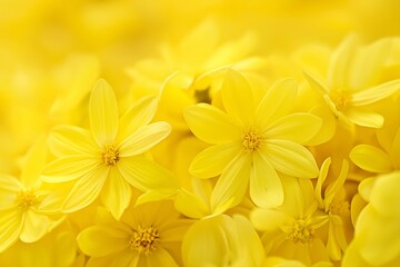 Obraz premium A stunning close-up shot of blooming yellow flowers, emphasizing their intricate petals and natural beauty.