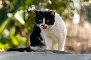 こっちを睨みながら舌なめずりしてるハチワレ柄の野良猫