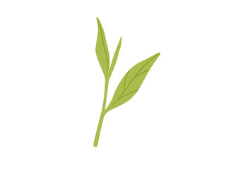 緑茶・抹茶_茶葉のイラスト1