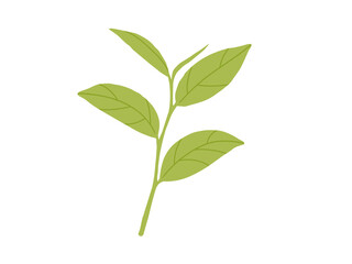 緑茶・抹茶_茶葉のイラスト3