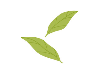 緑茶・抹茶_茶葉のイラスト4