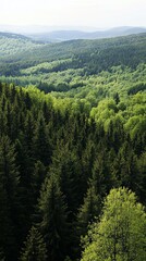 Obraz premium Majestic Mountain Forest Landscape