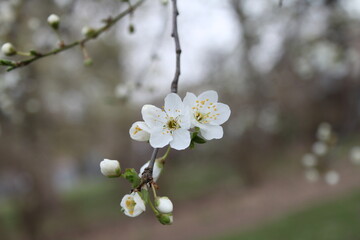 white cherry blossom