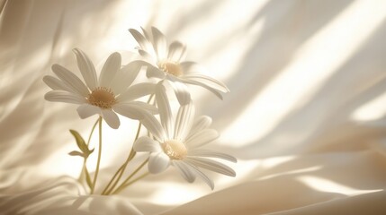Delicate White Daisies on Soft Fabric in Sunlight.