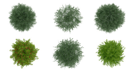 tree top view plant landscape architecture nature garden aerial render. trees branch isolate collection illustration environment green botany urban bush park. tree architecture conifer decorative.