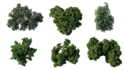 tree top view plant landscape architecture nature garden aerial render. trees branch isolate collection illustration environment green botany urban bush park. tree architecture conifer decorative.