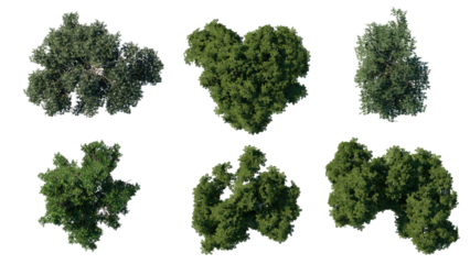 tree top view plant landscape architecture nature garden aerial render. trees branch isolate collection illustration environment green botany urban bush park. tree architecture conifer decorative.