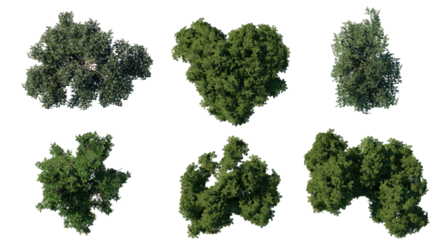 tree top view plant landscape architecture nature garden aerial render. trees branch isolate collection illustration environment green botany urban bush park. tree architecture conifer decorative.