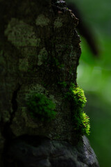 Close-Up of Vibrant Green Moss on Tree Bark Illuminated by Natural Light