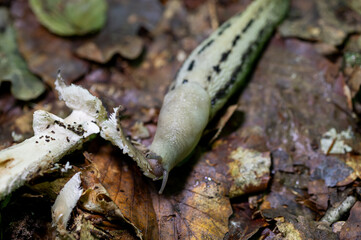 Close-Up of a Spotted Slug Feeding on a Forest Mushroom Amid Autumn Leaves