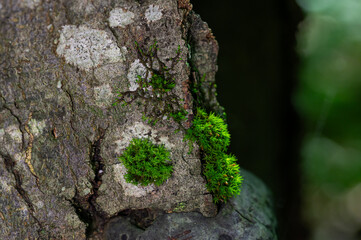 Close-Up of Vibrant Green Moss on Tree Bark Illuminated by Natural Light