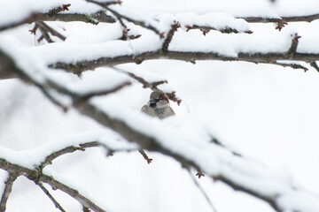 bird on snow covered branches